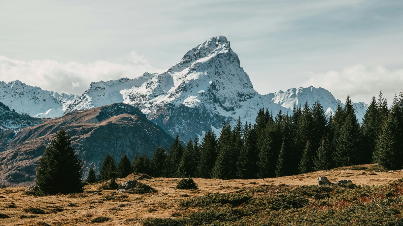 Snow-covered peak behind a line of conifers